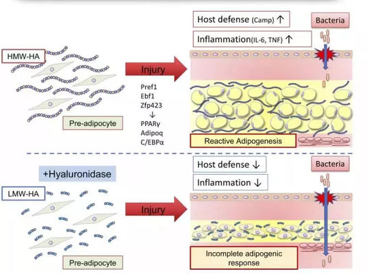 حقنة محلول ليبوليتيك بزجاجة الليمون لحرق الدهون